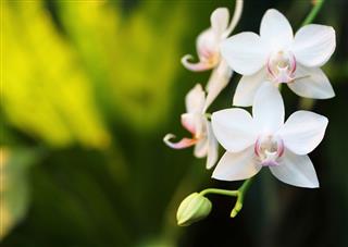 Bright White Orchid Blossoms And Buds