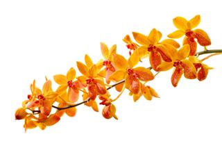 Orange And Red Orchid Branch