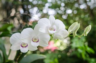 Beautiful White Orchid Flower