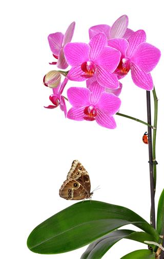Pink Orchid Flower With Butterfly