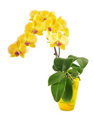 Phalaenopsis Orchid Blooming