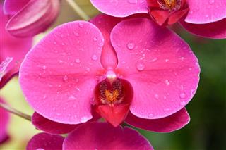 Beautiful Orchid Phalaenopsis