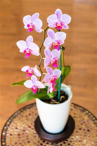 Beautiful Pink Orchid Phalaenopsis