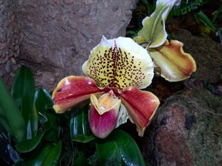Exotic Lady Slipper Orchid