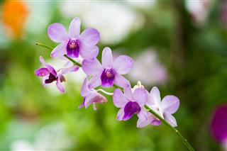 Orchids Of Sri Lanka