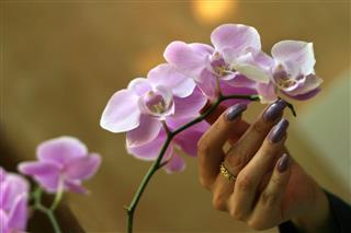 Female Touches Petals Of Orchid