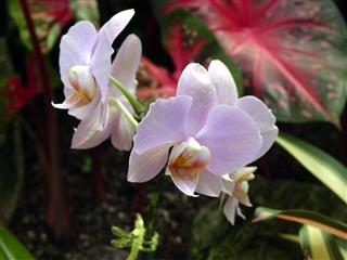 Pale Pink Orchids