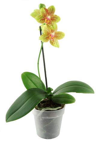 Orchid Flowerpot