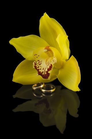 Wedding Rings And Yellow Orchid