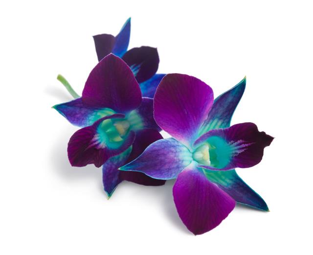 Blue And Purple Orchids Isolated