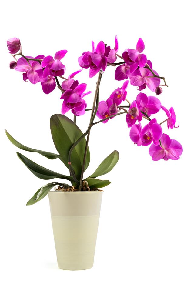 Blooming Phalaenopsis Orchid