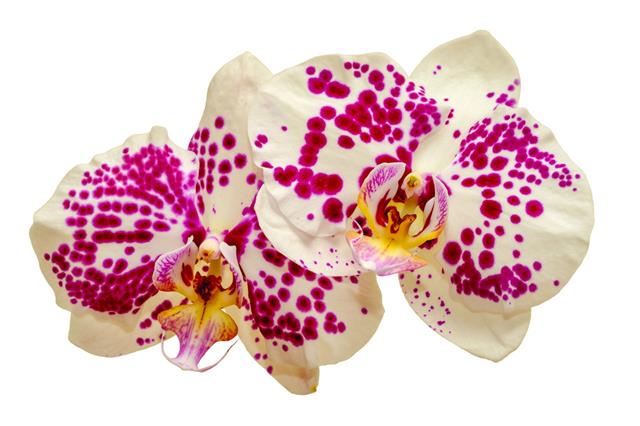 Two White Orchids With Pink Spots