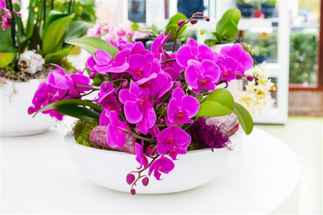 Purple Orchid Flower In Flowerpot