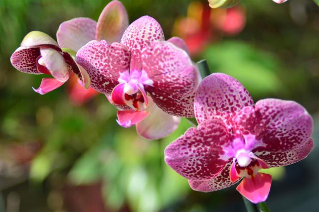 Beautiful Pink Phalaenopsis Orchid