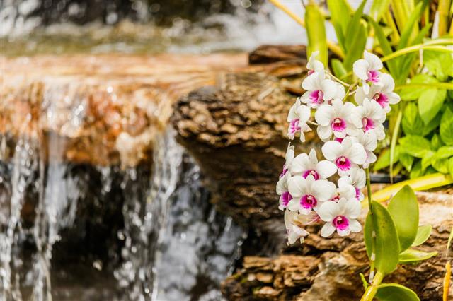 Orchid Waterfall Background In Garden