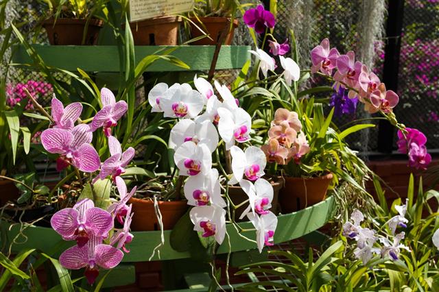 Orchids House