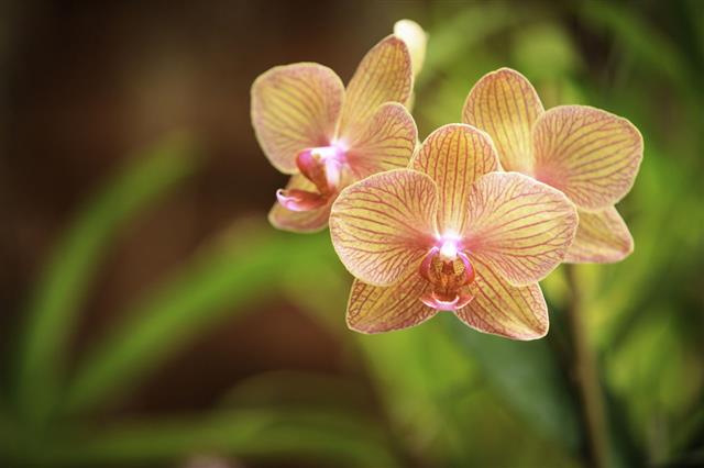 Colorful Orchid Flowers