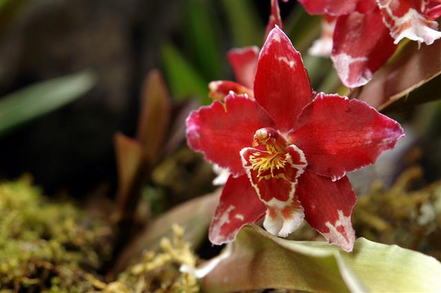 The Amazonian Orchid