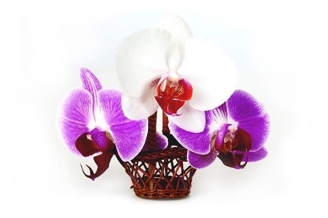 Orchid Bouquet