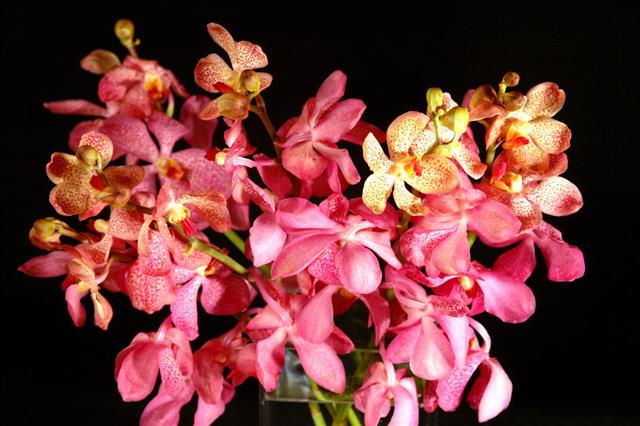 Pink Orchids At Night