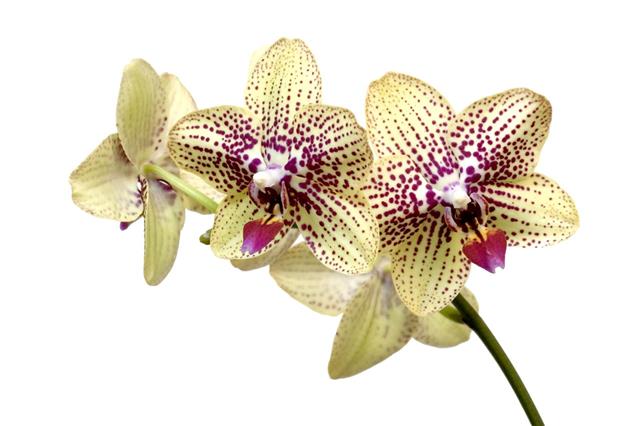 Orchid Flower Phalaenopsis