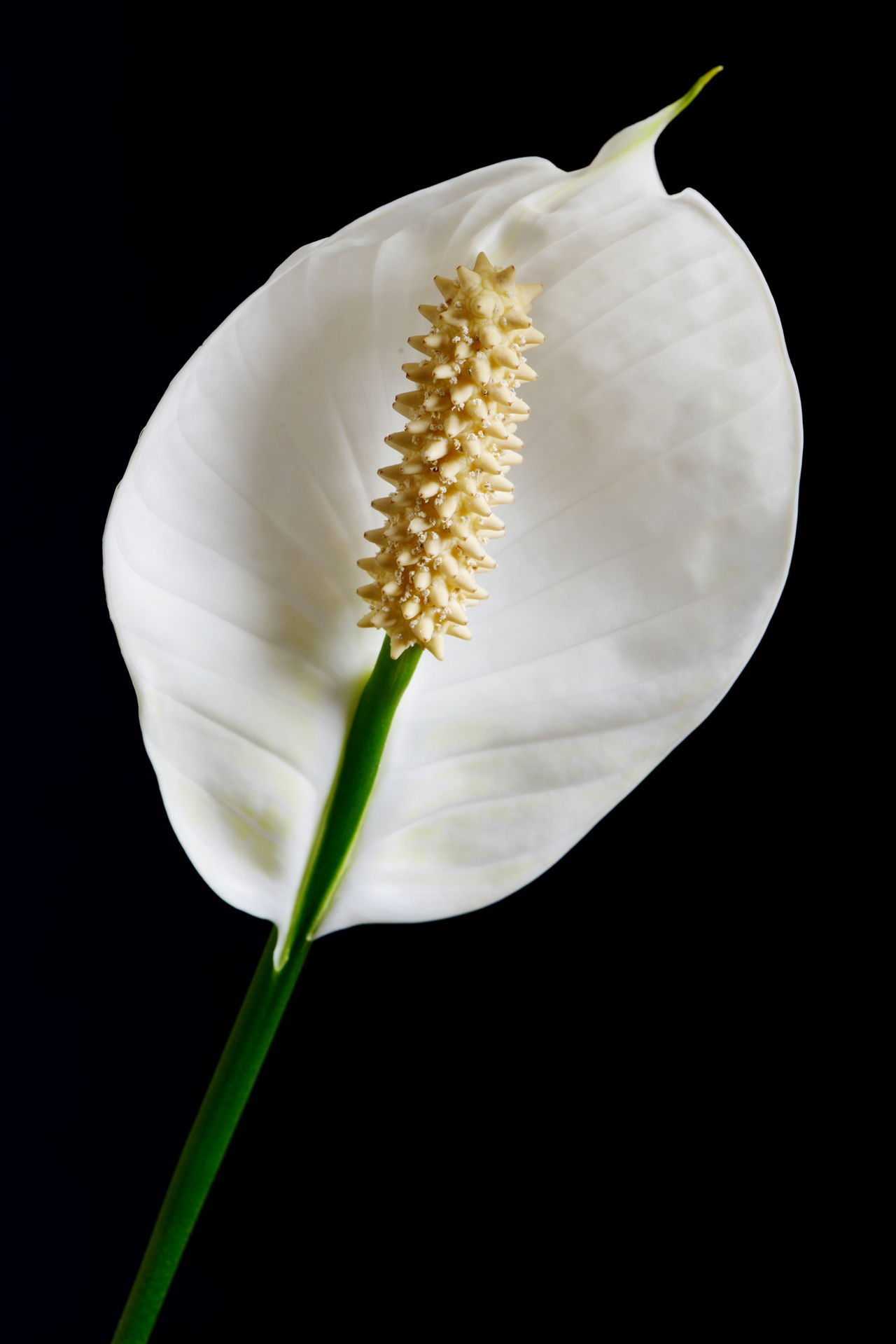 Are Peace Lilies Poisonous? You'll Be Shocked to Know Gardenerdy