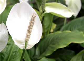 Fully Grown White Lily