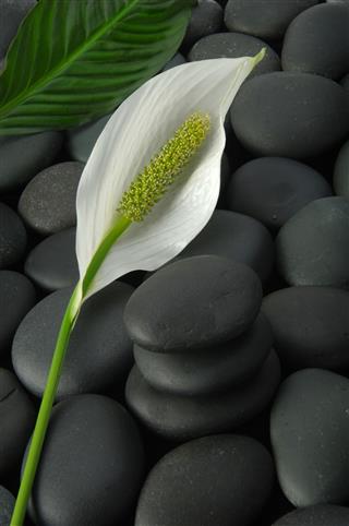Peace Lily Spa