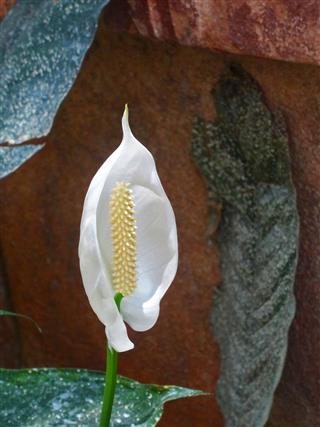 Peace Lily Anthurium