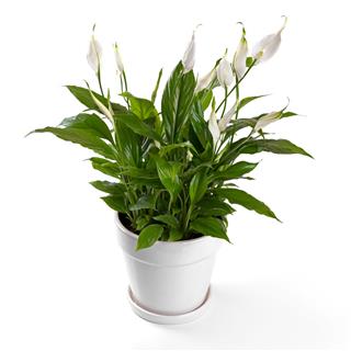 Potted Spathiphyllum Flower