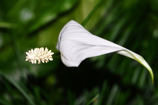Single Flower Of Peace Lily