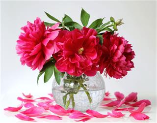 Bouquet Of Peony Flowers In Vase