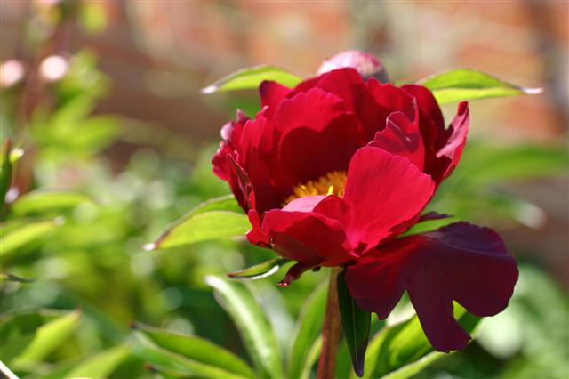 Red Peony In Full Bloom