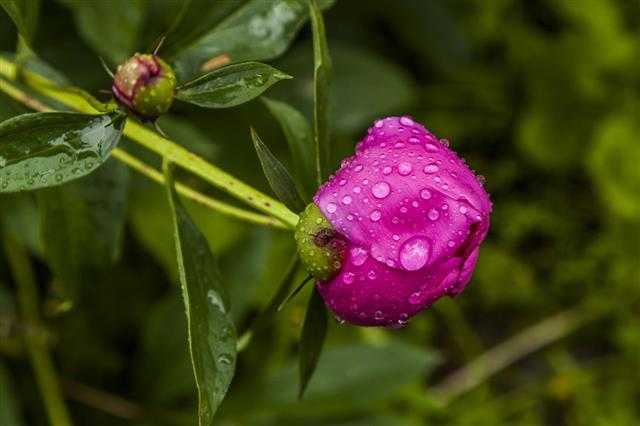 Pink Peonies In Rain