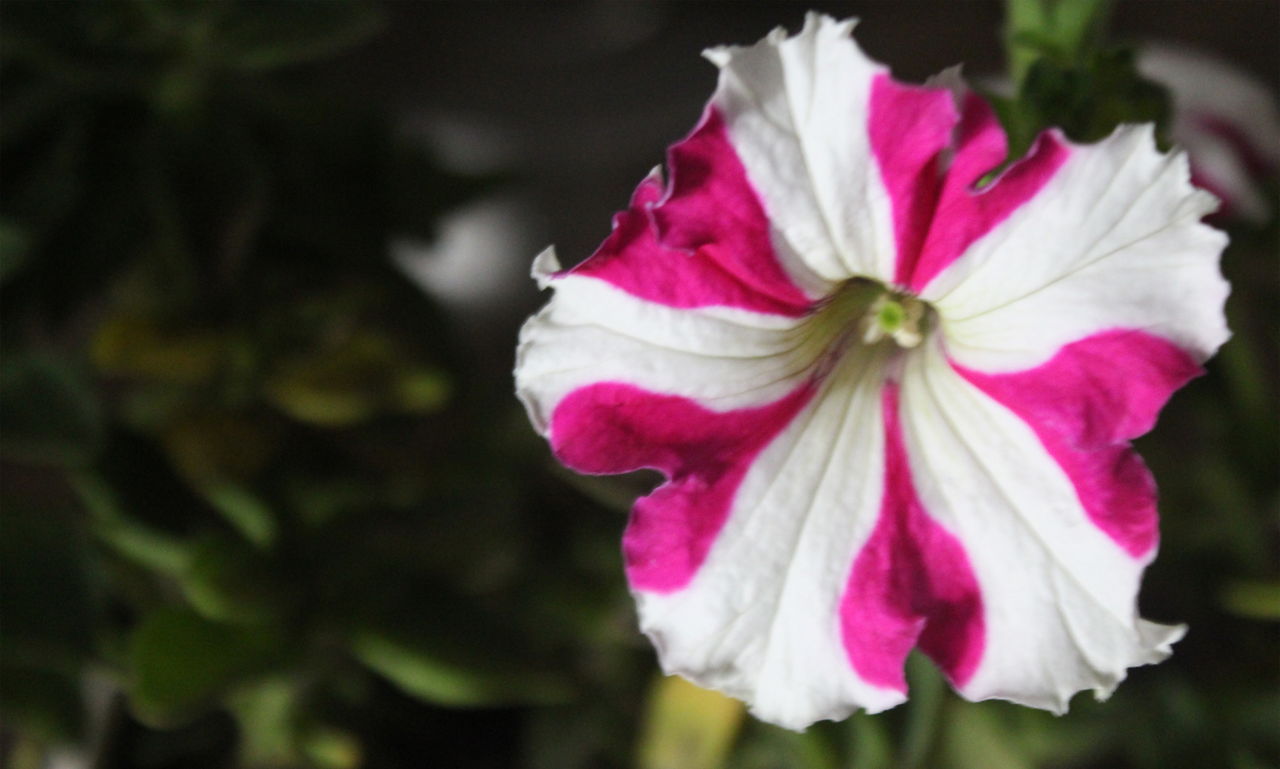 How to Harvest Petunia Seeds And Save Them for Future Use - Gardenerdy