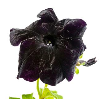 Blooming Black Petunia Flower