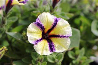 Two Color Petunia Flower In A Garden