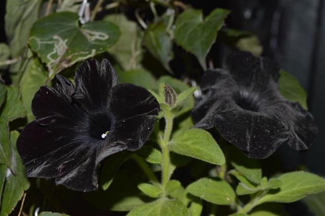 Black Petunia Flower