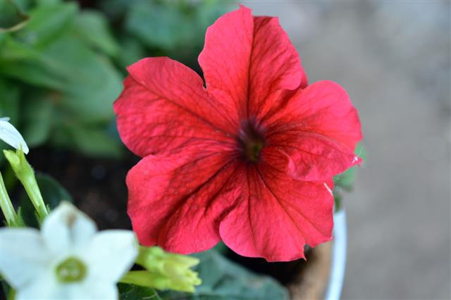 Ruby Red Petunia Flower