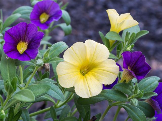 Yellow And Purple Petunia Flowers Blooming