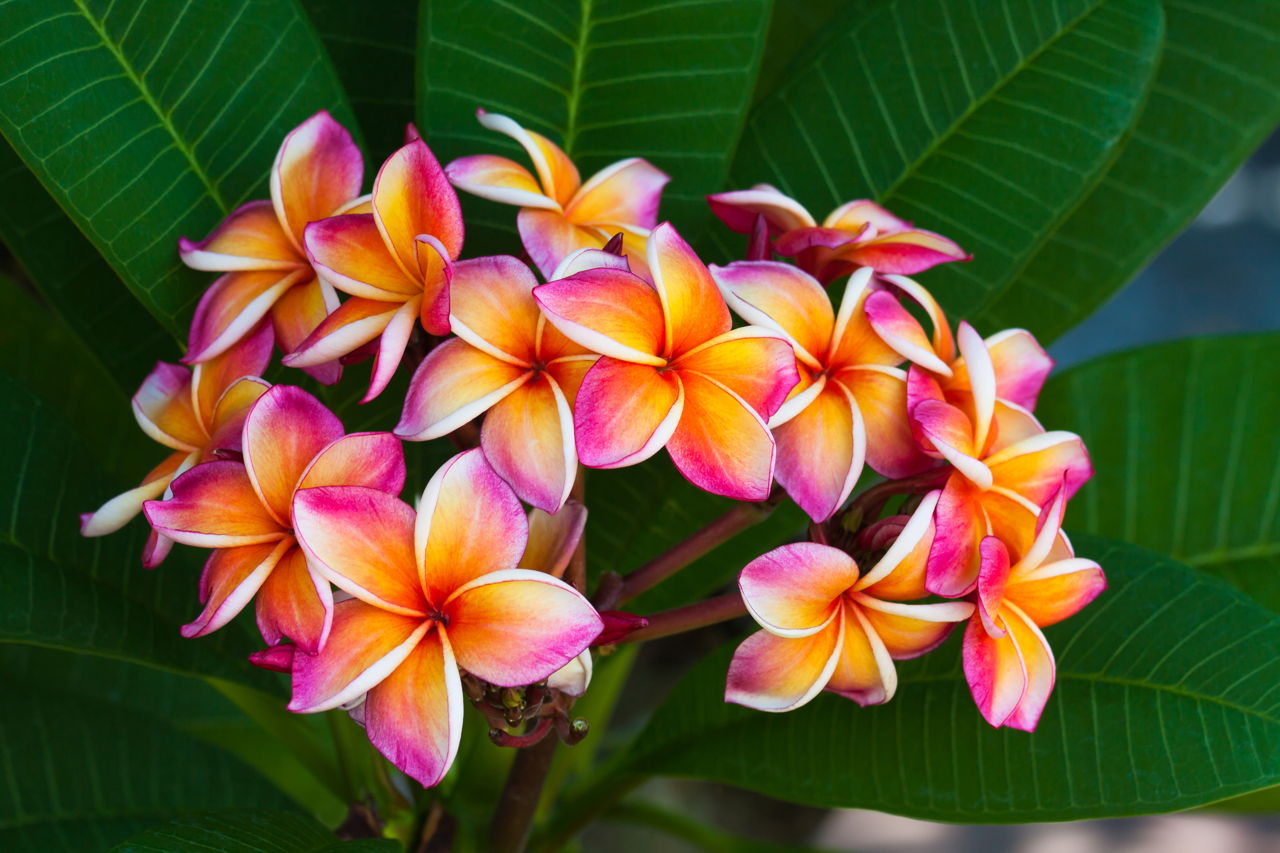 Hawaiian Flower Names