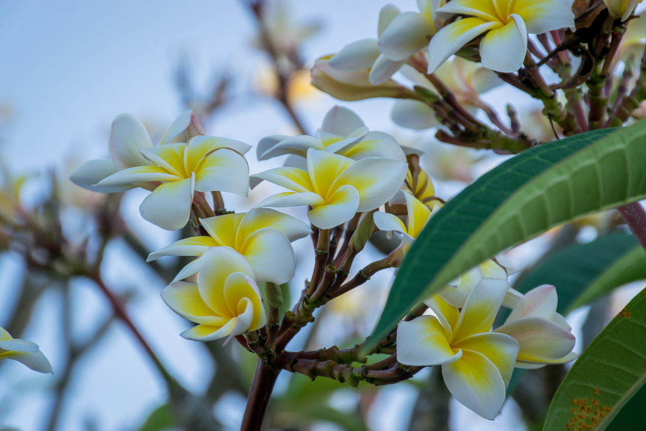 3 Steps Involved in the Propagation of Plumeria: Explained in Detail ...