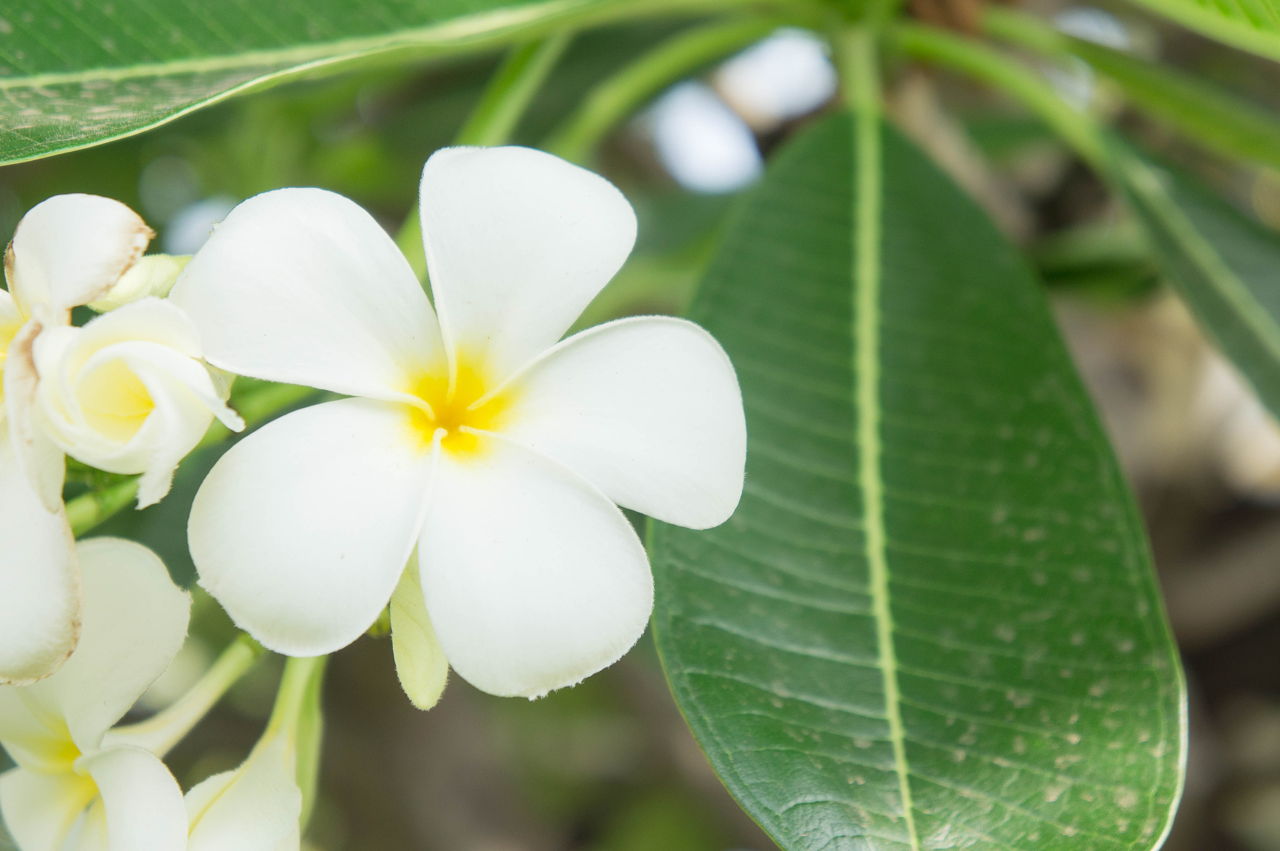 Plumeria Flower Meaning - Its Deep Symbolism in Various ...