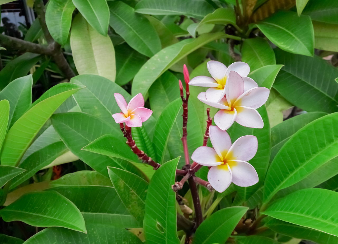 A Plumeria Flower Plumeria Flower Meaning Its Symbolism In Various.