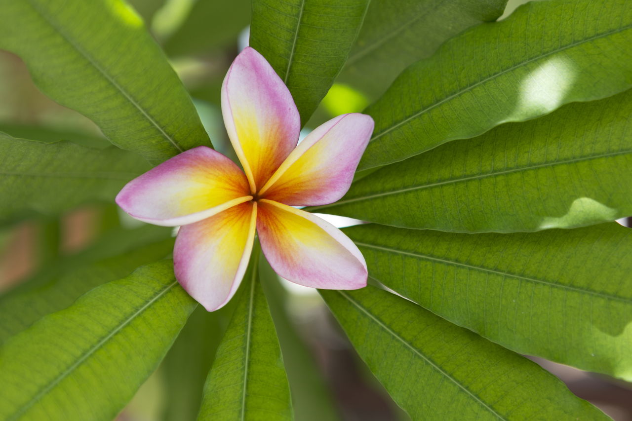 Plumeria Flower Meaning - Its Deep Symbolism in Various Cultures.
