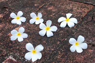 Frangipani Flowers For Backgound