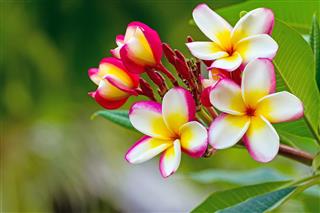 Colorful Frangipani Flowers