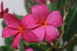 Pink Plumeria Flowers With Water Droplets