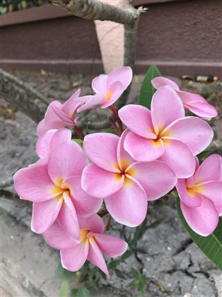 Frangipani Or Plumeria Flowers