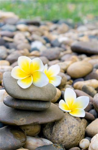 Plumeria Flower On Stone For Spa